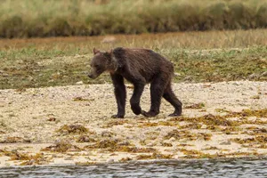 Emaciated Black Bear Wallpaper