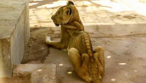 Emaciated Lioness Wallpaper