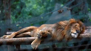 Emaciated Sleeping Lion Wallpaper