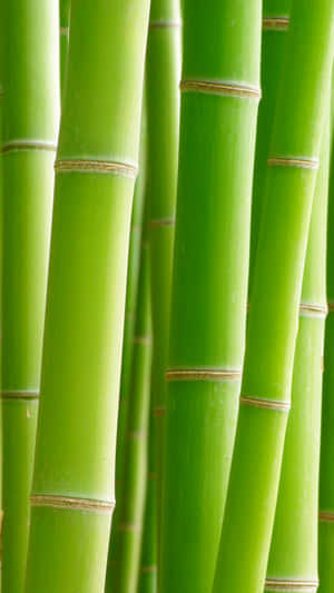 Embrace Biodiversity With The Latest Bamboo Phone Wallpaper