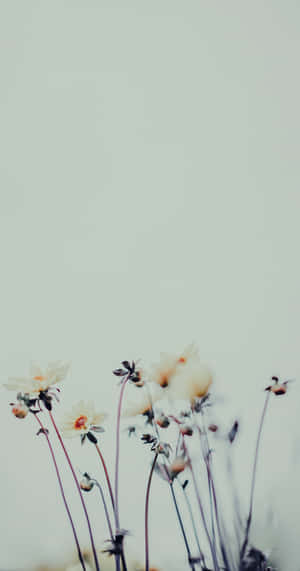 Embrace Nature's Beauty With This Floral Aesthetic Phone Wallpaper. Wallpaper