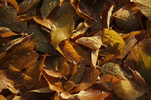 Embrace The Beauty Of Autumn With A Stroll Through A Pile Of Fallen Leaves In November Wallpaper