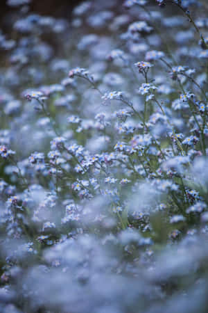 Embrace The Beauty Of Blue Flowers. Wallpaper