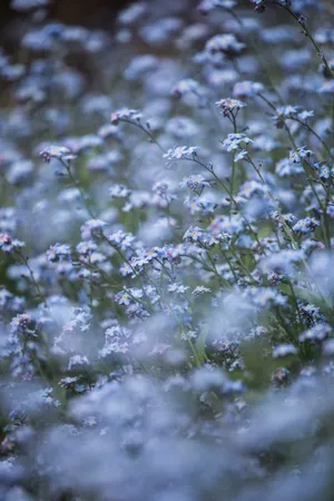 Embrace The Beauty Of Blue Flowers. Wallpaper