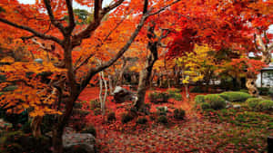 Embrace The Beauty Of Nature In Brilliant Fall Colors. Wallpaper