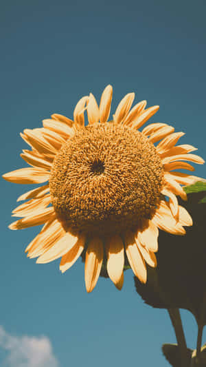 Embrace The Beauty Of Sunflowers With This Aesthetic Iphone Wallpaper Wallpaper