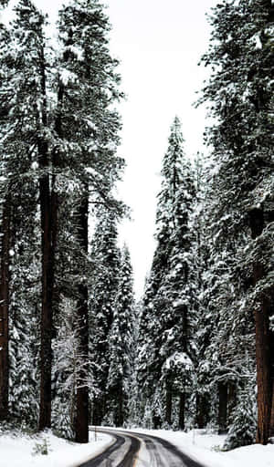 Embrace The Cozy Beauty Of Winter Wallpaper