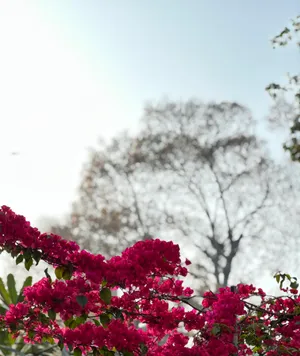 Embrace Your True Beauty With Portrait Mode! Wallpaper