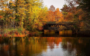 Embracing Autumn: A Pathway Amidst Forest And Golden Leaves Wallpaper