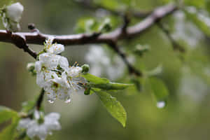 Embracing Nature's Rebirth: A Scenic Spring Shower Wallpaper