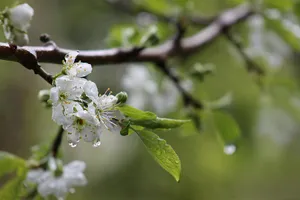 Embracing Nature's Rebirth: A Scenic Spring Shower Wallpaper