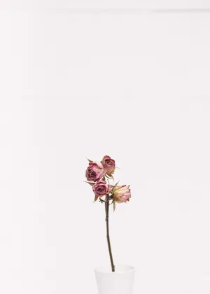 Embracing Simplicity With A Minimalist Flower Wallpaper