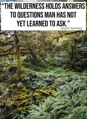 Embracing The Beauty Of Nature's Serenity. Wallpaper