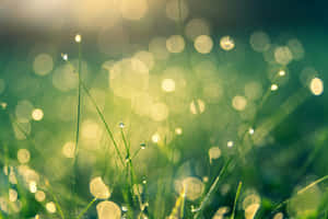 Emerald Dewdrops Sunrise Wallpaper