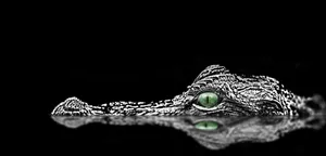 Emerald Eyed Crocodile Peering From Darkness.jpg Wallpaper