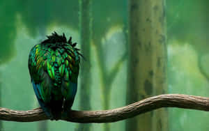 Emerald Feathered Bird Perched Wallpaper