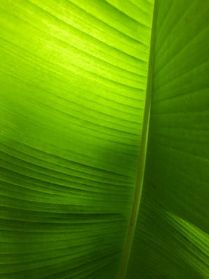 Emerald Green Banana Leaf Wallpaper