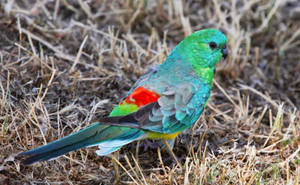 Emerald Green Bird On Grass Wallpaper