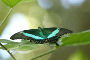 Emerald Green Butterflyon Leaf Wallpaper