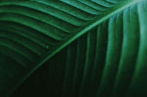 Emerald Green Leaf Closeup Wallpaper