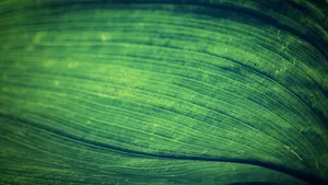 Emerald Green Leaf Wallpaper