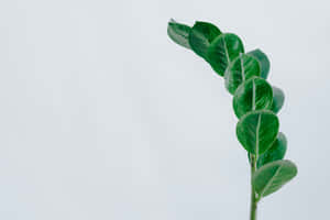 Emerald Green Leaves Against White Background Wallpaper