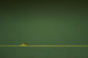 Emerald Green Lizard Wallpaper