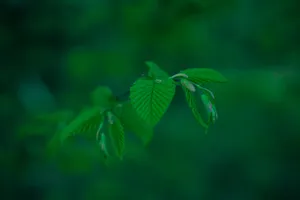 Emerald Green Plant Wallpaper