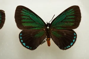 Emerald Hairstreak Butterfly Wallpaper