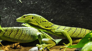 Emerald Tree Monitor Lizard On Tree Branch Wallpaper