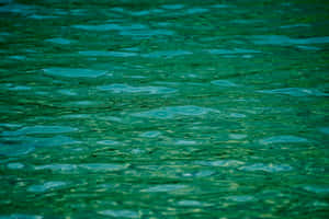 Emerald Water Ripples Wallpaper