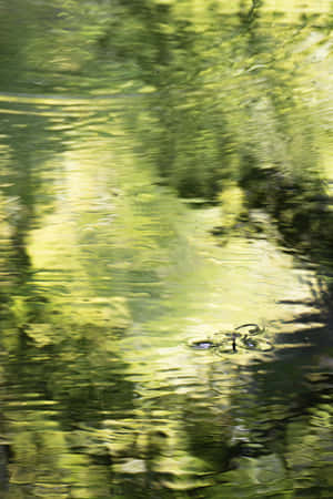 Emerald Water Ripples.jpg Wallpaper