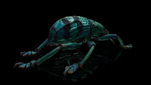 Emerald Weevil Black Background Wallpaper