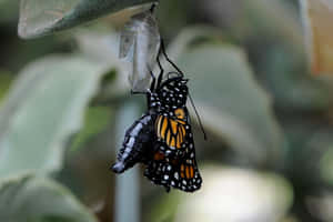 Emergent Butterflies Take Flight Wallpaper