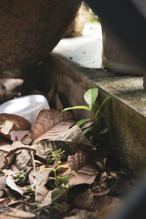 Emerging Greenery Amongst Brown Leaves Wallpaper