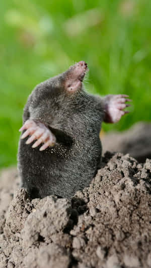 Emerging Mole Garden Scene Wallpaper