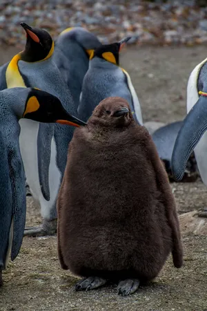 Emperor Penguin Chick Amidst Adults.jpg Wallpaper