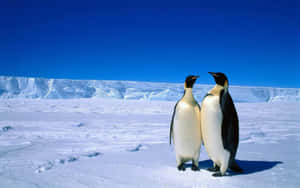 Emperor Penguins Antarctic Ice Scape Wallpaper