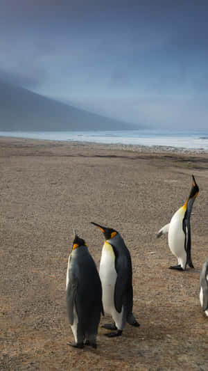 Emperor_ Penguins_ Beachside_ Gathering.jpg Wallpaper