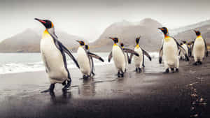 Emperor_ Penguins_on_ Shoreline Wallpaper