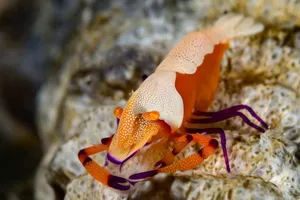 Emperor Shrimp On Coral Wallpaper