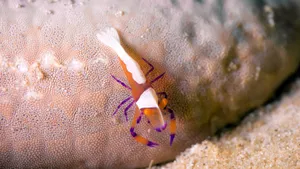 Emperor Shrimp On Sea Cucumber.jpg Wallpaper