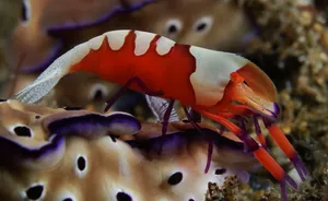 Emperor Shrimp On Sea Cucumber.jpg Wallpaper