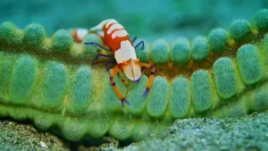 Emperor Shrimp On Sea Cucumber.jpg Wallpaper