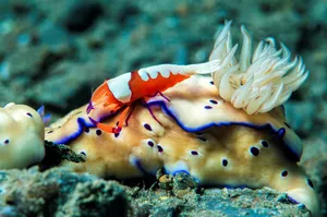 Emperor Shrimp On Sea Slug.jpg Wallpaper