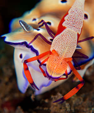 Emperor Shrimp On Sea Slug Wallpaper