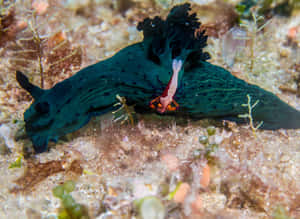 Emperor Shrimp Riding Nudibranch Wallpaper