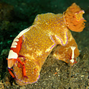 Emperor Shrimp Riding Nudibranch Wallpaper