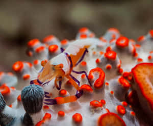 Emperor Shrimpon Sea Cucumber.jpg Wallpaper