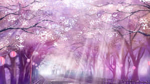 Enchanted_ Anime_ Cherry_ Blossom_ Path.jpg Wallpaper